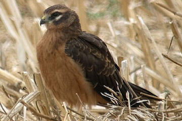 De Grauwe kiekendief